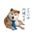 実写父しば犬【連絡・家族】（個別スタンプ：19）