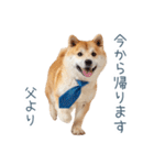 実写父しば犬【連絡・家族】（個別スタンプ：20）