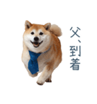 実写父しば犬【連絡・家族】（個別スタンプ：23）