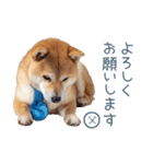 実写父しば犬【連絡・家族】（個別スタンプ：24）