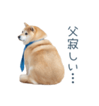 実写父しば犬【連絡・家族】（個別スタンプ：25）