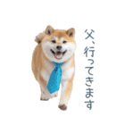 実写父しば犬【連絡・家族】（個別スタンプ：28）