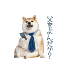 実写父しば犬【連絡・家族】（個別スタンプ：29）