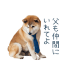 実写父しば犬【連絡・家族】（個別スタンプ：30）