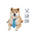 実写父しば犬【連絡・家族】（個別スタンプ：31）