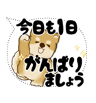 新・柴犬 2025 「大き目文字・吹き出し」（個別スタンプ：5）