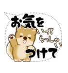 新・柴犬 2025 「大き目文字・吹き出し」（個別スタンプ：13）