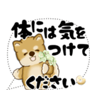 新・柴犬 2025 「大き目文字・吹き出し」（個別スタンプ：14）