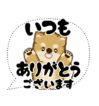 新・柴犬 2025 「大き目文字・吹き出し」（個別スタンプ：16）