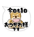 新・柴犬 2025 「大き目文字・吹き出し」（個別スタンプ：18）