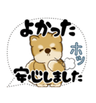 新・柴犬 2025 「大き目文字・吹き出し」（個別スタンプ：30）