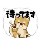 新・柴犬 2025 「大き目文字・吹き出し」（個別スタンプ：34）