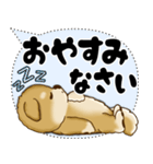 新・柴犬 2025 「大き目文字・吹き出し」（個別スタンプ：40）
