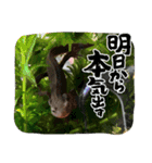 いものすけといもりんスタンプ！（個別スタンプ：11）