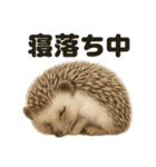 癒し系ハリネズミの眠いラインスタンプ（個別スタンプ：6）