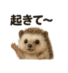 癒し系ハリネズミの眠いラインスタンプ（個別スタンプ：11）