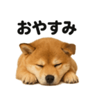 癒し系芝犬のとにかく眠いラインスタンプ（個別スタンプ：3）