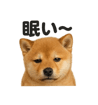 癒し系芝犬のとにかく眠いラインスタンプ（個別スタンプ：5）