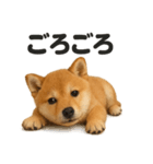癒し系芝犬のとにかく眠いラインスタンプ（個別スタンプ：7）
