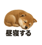 癒し系芝犬のとにかく眠いラインスタンプ（個別スタンプ：9）