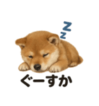癒し系芝犬のとにかく眠いラインスタンプ（個別スタンプ：10）