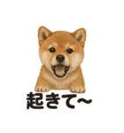 癒し系芝犬のとにかく眠いラインスタンプ（個別スタンプ：11）