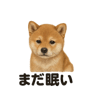 癒し系芝犬のとにかく眠いラインスタンプ（個別スタンプ：12）