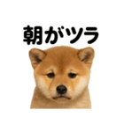 癒し系芝犬のとにかく眠いラインスタンプ（個別スタンプ：13）