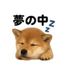 癒し系芝犬のとにかく眠いラインスタンプ（個別スタンプ：14）