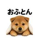 癒し系芝犬のとにかく眠いラインスタンプ（個別スタンプ：15）
