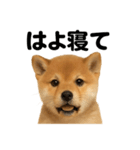 癒し系芝犬のとにかく眠いラインスタンプ（個別スタンプ：16）