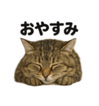 眠いノルウェージャンフォレストキャット（個別スタンプ：3）