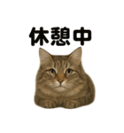 眠いノルウェージャンフォレストキャット（個別スタンプ：8）