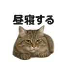 眠いノルウェージャンフォレストキャット（個別スタンプ：9）