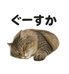 眠いノルウェージャンフォレストキャット（個別スタンプ：10）