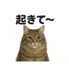 眠いノルウェージャンフォレストキャット（個別スタンプ：11）