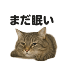 眠いノルウェージャンフォレストキャット（個別スタンプ：12）