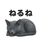 とにかく眠いロシアンブルー猫スタンプ（個別スタンプ：2）