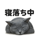 とにかく眠いロシアンブルー猫スタンプ（個別スタンプ：6）