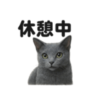 とにかく眠いロシアンブルー猫スタンプ（個別スタンプ：8）