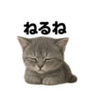 とにかく眠いマンチカン猫スタンプ（個別スタンプ：1）