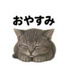 とにかく眠いマンチカン猫スタンプ（個別スタンプ：2）