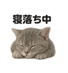 とにかく眠いマンチカン猫スタンプ（個別スタンプ：5）