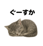とにかく眠いマンチカン猫スタンプ（個別スタンプ：10）