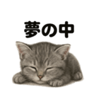 とにかく眠いマンチカン猫スタンプ（個別スタンプ：11）