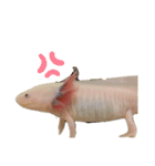 ウパうめ日記 可愛い集編（個別スタンプ：37）