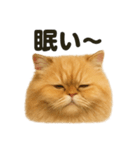とにかく眠いペルシャ猫スタンプ（個別スタンプ：1）