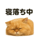 とにかく眠いペルシャ猫スタンプ（個別スタンプ：2）
