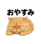 とにかく眠いペルシャ猫スタンプ（個別スタンプ：3）