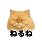 とにかく眠いペルシャ猫スタンプ（個別スタンプ：4）
